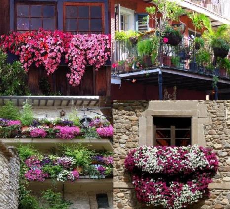 Balkon Süs Bitkileri, Çiçek Çeşitleri, Kaktüsler, Papatya