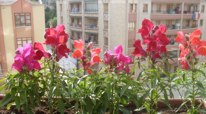 Balkonda çiçek nasıl yetiştirilir, bakımı sulaması ve en