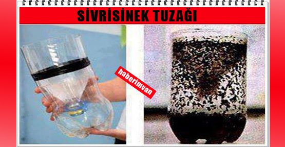 Doğal Yollarla Sivrisinek Tuzağı Nasıl Yapılır ?